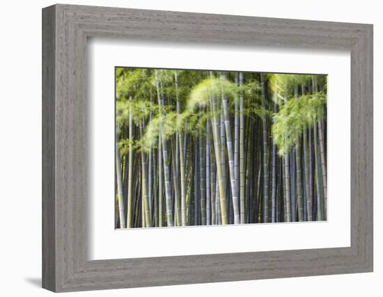 Japan, Kyoto, Arashiyama, Adashino Nenbutsu-Ji Temple-Jane Sweeney-Framed Photographic Print