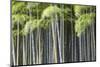 Japan, Kyoto, Arashiyama, Adashino Nenbutsu-Ji Temple-Jane Sweeney-Mounted Photographic Print