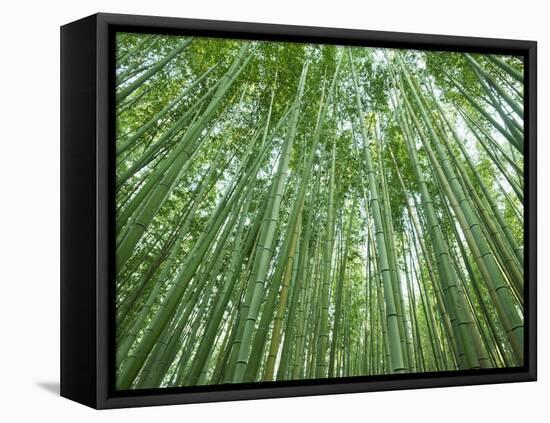 Japan, Kyoto, Arashiyama, the Bamboo Forest-Steve Vidler-Framed Premier Image Canvas