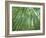 Japan, Kyoto, Arashiyama, the Bamboo Forest-Steve Vidler-Framed Photographic Print