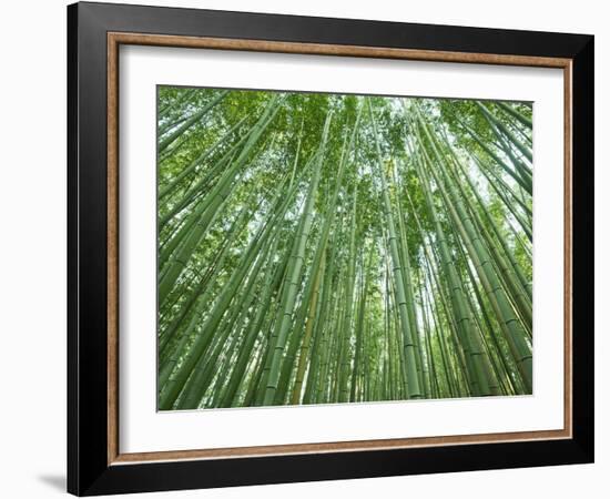 Japan, Kyoto, Arashiyama, the Bamboo Forest-Steve Vidler-Framed Photographic Print