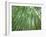 Japan, Kyoto, Arashiyama, the Bamboo Forest-Steve Vidler-Framed Photographic Print