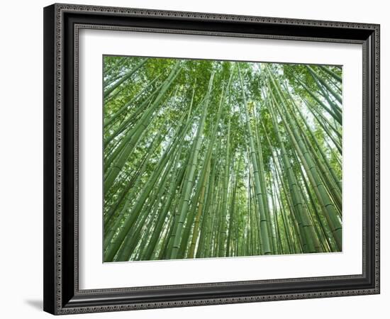 Japan, Kyoto, Arashiyama, the Bamboo Forest-Steve Vidler-Framed Photographic Print