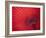 Japan, Kyoto, Higashiyama, Japanese Red Umbrella-Steve Vidler-Framed Photographic Print