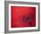 Japan, Kyoto, Higashiyama, Japanese Red Umbrella-Steve Vidler-Framed Photographic Print