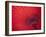 Japan, Kyoto, Higashiyama, Japanese Red Umbrella-Steve Vidler-Framed Photographic Print