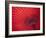 Japan, Kyoto, Higashiyama, Japanese Red Umbrella-Steve Vidler-Framed Photographic Print