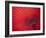 Japan, Kyoto, Higashiyama, Japanese Red Umbrella-Steve Vidler-Framed Photographic Print