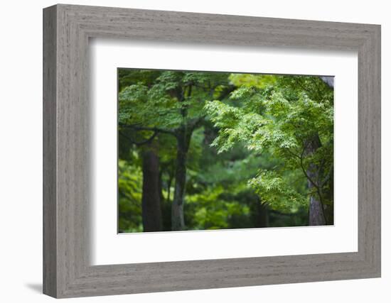 Japan Kyoto Tofuku-Ji Temple Maple Trees-Nosnibor137-Framed Photographic Print