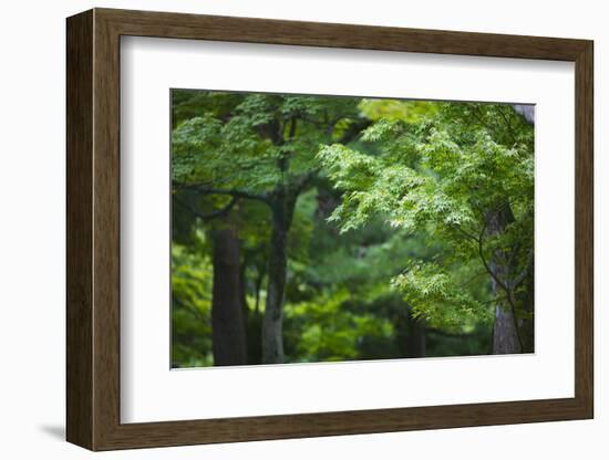 Japan Kyoto Tofuku-Ji Temple Maple Trees-Nosnibor137-Framed Photographic Print