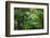 Japan Kyoto Tofuku-Ji Temple Maple Trees-Nosnibor137-Framed Photographic Print