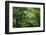 Japan Kyoto Tofuku-Ji Temple Maple Trees-Nosnibor137-Framed Photographic Print