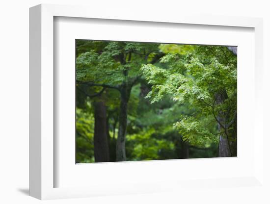 Japan Kyoto Tofuku-Ji Temple Maple Trees-Nosnibor137-Framed Photographic Print