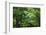 Japan Kyoto Tofuku-Ji Temple Maple Trees-Nosnibor137-Framed Photographic Print