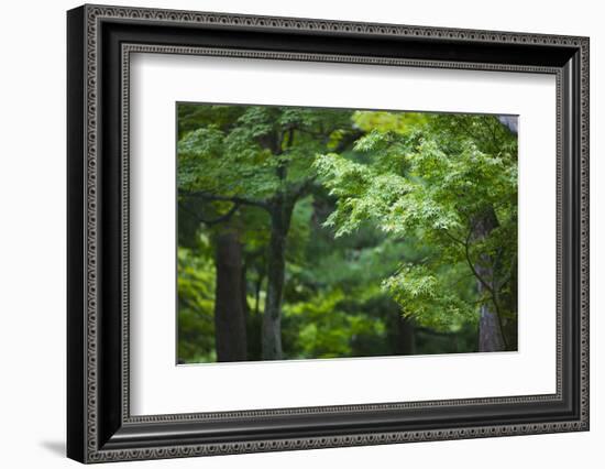 Japan Kyoto Tofuku-Ji Temple Maple Trees-Nosnibor137-Framed Photographic Print