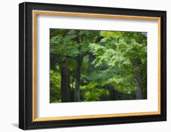 Japan Kyoto Tofuku-Ji Temple Maple Trees-Nosnibor137-Framed Photographic Print