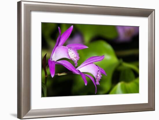 Japan Orchid (Bletilla Striata)-schoolgirl-Framed Photographic Print