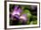 Japan Orchid (Bletilla Striata)-schoolgirl-Framed Photographic Print