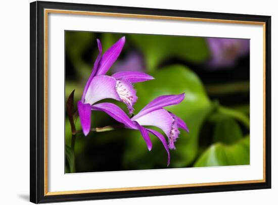 Japan Orchid (Bletilla Striata)-schoolgirl-Framed Photographic Print