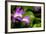 Japan Orchid (Bletilla Striata)-schoolgirl-Framed Photographic Print