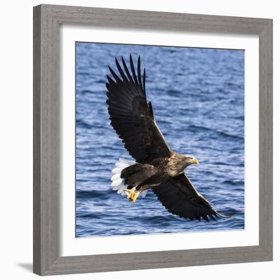 Japan, Rausu, Stellar Eagle with Fish in Talons-Hollice Looney-Framed Photographic Print