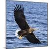 Japan, Rausu, Stellar Eagle with Fish in Talons-Hollice Looney-Mounted Photographic Print