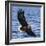 Japan, Rausu, Stellar Eagle with Fish in Talons-Hollice Looney-Framed Photographic Print