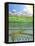 Japan Rice Paddy Field, 1997-Larry Smart-Framed Premier Image Canvas