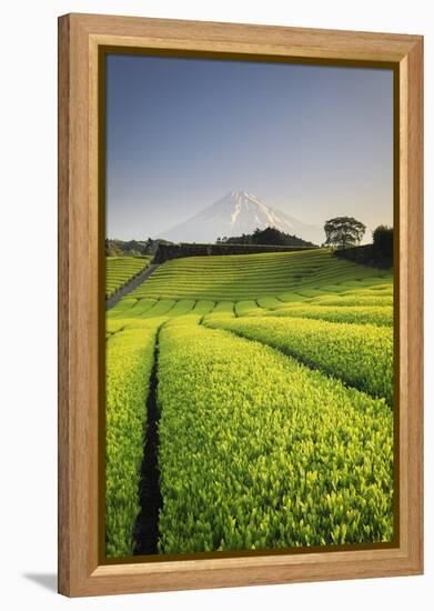 Japan, Shizuoka Prefecture, Mt Fuji and Green Tea Plantations-Michele Falzone-Framed Premier Image Canvas