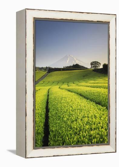 Japan, Shizuoka Prefecture, Mt Fuji and Green Tea Plantations-Michele Falzone-Framed Premier Image Canvas