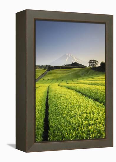 Japan, Shizuoka Prefecture, Mt Fuji and Green Tea Plantations-Michele Falzone-Framed Premier Image Canvas