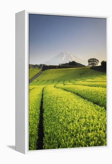 Japan, Shizuoka Prefecture, Mt Fuji and Green Tea Plantations-Michele Falzone-Framed Premier Image Canvas