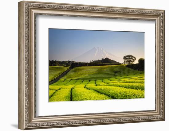 Japan, Shizuoka Prefecture, Mt Fuji and Green Tea Plantations-Michele Falzone-Framed Photographic Print