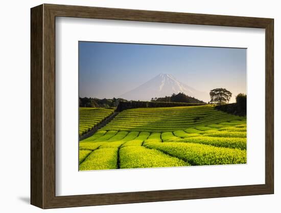 Japan, Shizuoka Prefecture, Mt Fuji and Green Tea Plantations-Michele Falzone-Framed Photographic Print