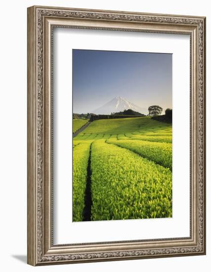 Japan, Shizuoka Prefecture, Mt Fuji and Green Tea Plantations-Michele Falzone-Framed Photographic Print