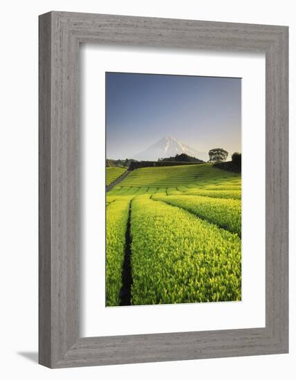 Japan, Shizuoka Prefecture, Mt Fuji and Green Tea Plantations-Michele Falzone-Framed Photographic Print