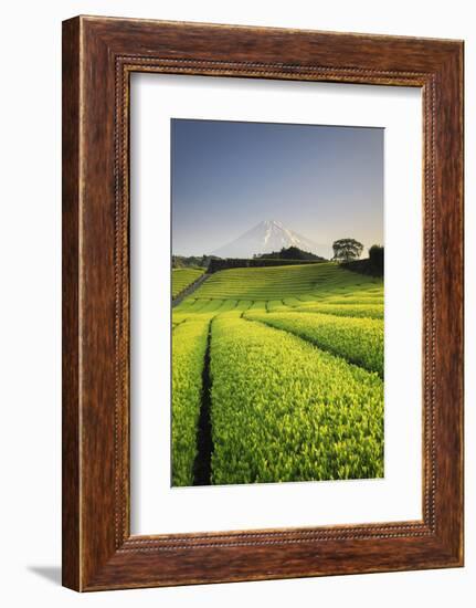 Japan, Shizuoka Prefecture, Mt Fuji and Green Tea Plantations-Michele Falzone-Framed Photographic Print