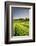 Japan, Shizuoka Prefecture, Mt Fuji and Green Tea Plantations-Michele Falzone-Framed Photographic Print