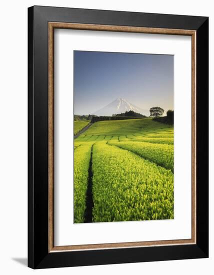 Japan, Shizuoka Prefecture, Mt Fuji and Green Tea Plantations-Michele Falzone-Framed Photographic Print