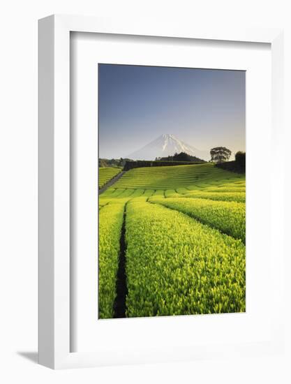 Japan, Shizuoka Prefecture, Mt Fuji and Green Tea Plantations-Michele Falzone-Framed Photographic Print