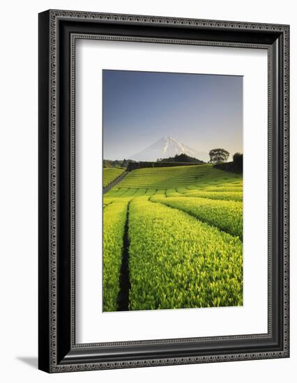 Japan, Shizuoka Prefecture, Mt Fuji and Green Tea Plantations-Michele Falzone-Framed Photographic Print