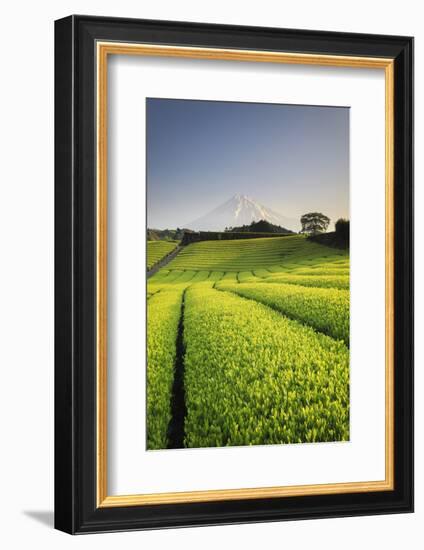 Japan, Shizuoka Prefecture, Mt Fuji and Green Tea Plantations-Michele Falzone-Framed Photographic Print