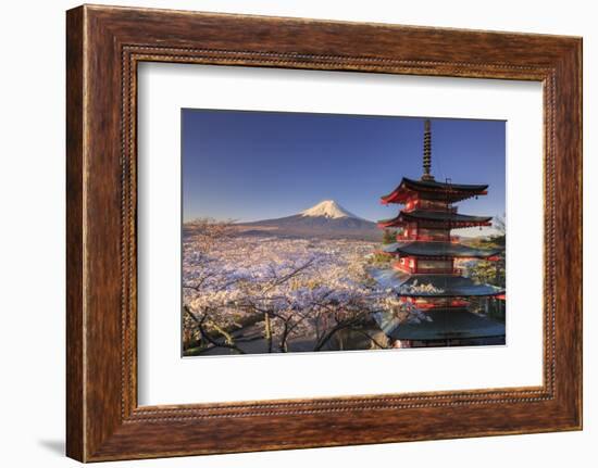 Japan, Yamanashi Prefecture, Fuji-Yoshida, Chureito Pagoda and Mt Fuji During Cherry Blossom Season-Michele Falzone-Framed Photographic Print