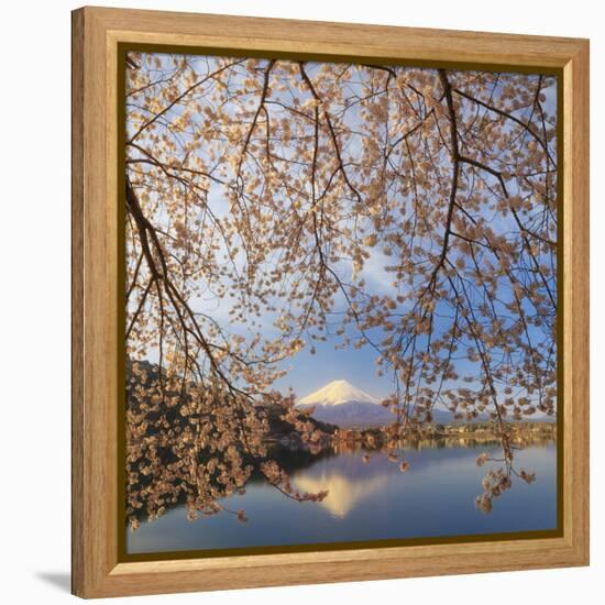 Japan, Yamanashi Prefecture, Kawaguchi-Ko Lake, Mt Fuji and Cherry Blossoms-Michele Falzone-Framed Premier Image Canvas