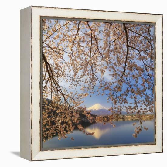 Japan, Yamanashi Prefecture, Kawaguchi-Ko Lake, Mt Fuji and Cherry Blossoms-Michele Falzone-Framed Premier Image Canvas