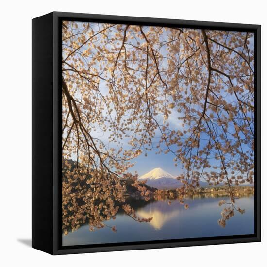 Japan, Yamanashi Prefecture, Kawaguchi-Ko Lake, Mt Fuji and Cherry Blossoms-Michele Falzone-Framed Premier Image Canvas
