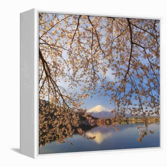 Japan, Yamanashi Prefecture, Kawaguchi-Ko Lake, Mt Fuji and Cherry Blossoms-Michele Falzone-Framed Premier Image Canvas