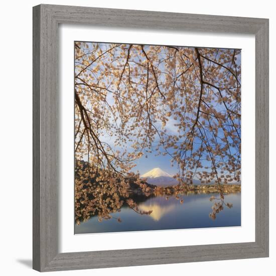 Japan, Yamanashi Prefecture, Kawaguchi-Ko Lake, Mt Fuji and Cherry Blossoms-Michele Falzone-Framed Photographic Print