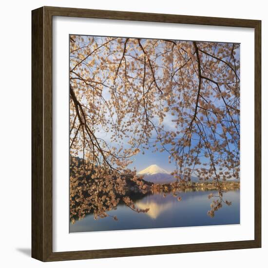 Japan, Yamanashi Prefecture, Kawaguchi-Ko Lake, Mt Fuji and Cherry Blossoms-Michele Falzone-Framed Photographic Print