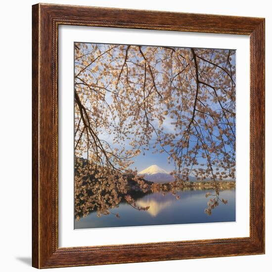 Japan, Yamanashi Prefecture, Kawaguchi-Ko Lake, Mt Fuji and Cherry Blossoms-Michele Falzone-Framed Photographic Print